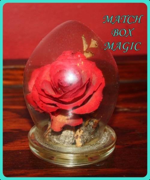 CAPTIVE GARDEN REAL FLOWERS IN A SEALED DOME SEE PHOTOS FOR DETAILS