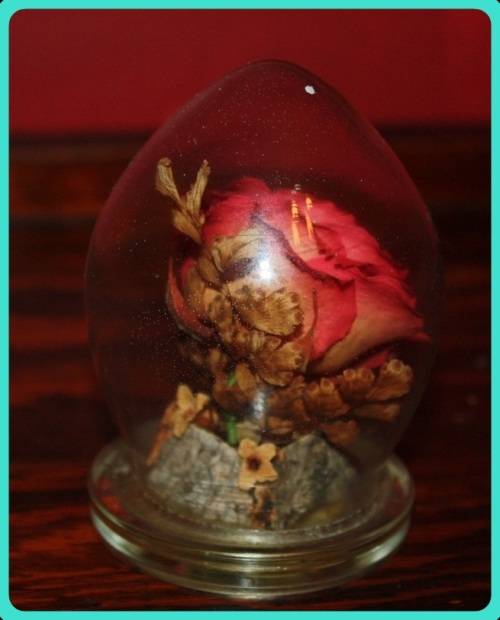 CAPTIVE GARDEN REAL FLOWERS IN A SEALED DOME SEE PHOTOS FOR DETAILS