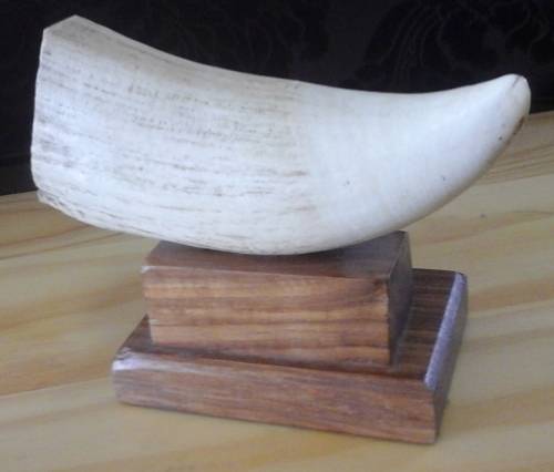 WHALE TOOTH ON STAND