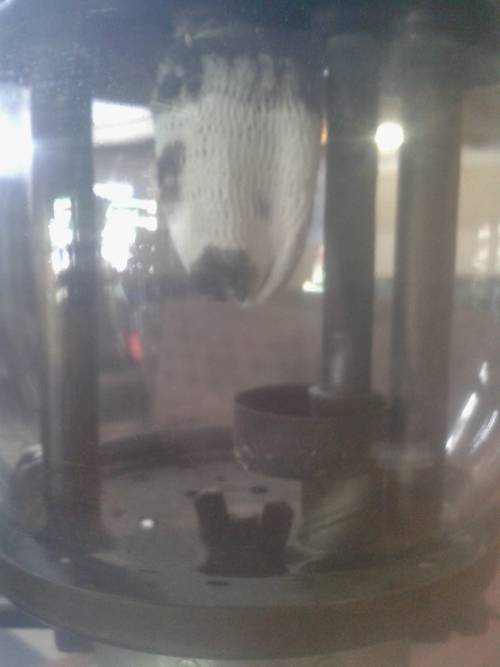 COLEMAN OF CANADA MODEL 249 LANTERN DATED 55