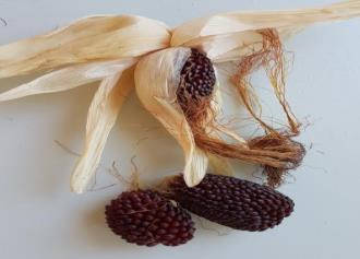 Strawberry Popcorn Seeds