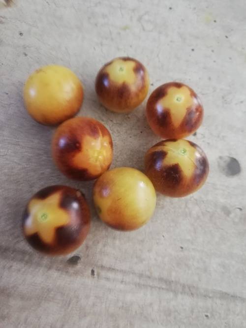 Blue Cream Berries Cherry Tomato