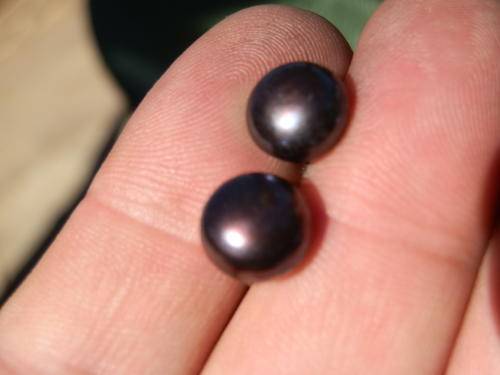 Sterling silver natural pearl studs - thirty (30) days to pay