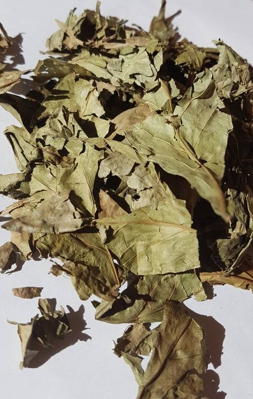 100g Psychotria Viridis