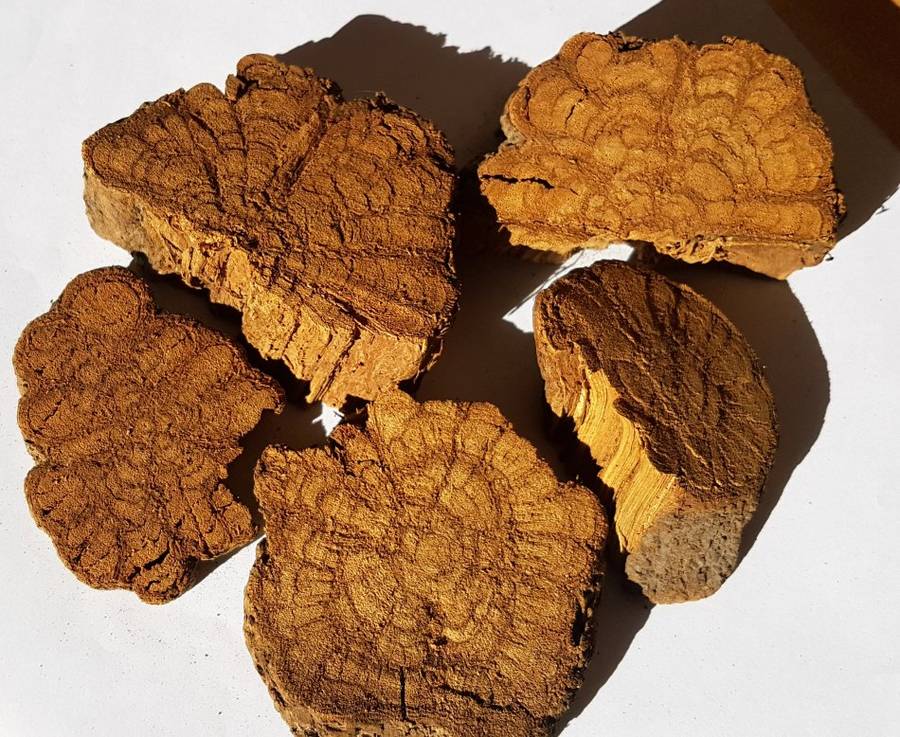 100g Banisteriposis Caapi Yellow Bark