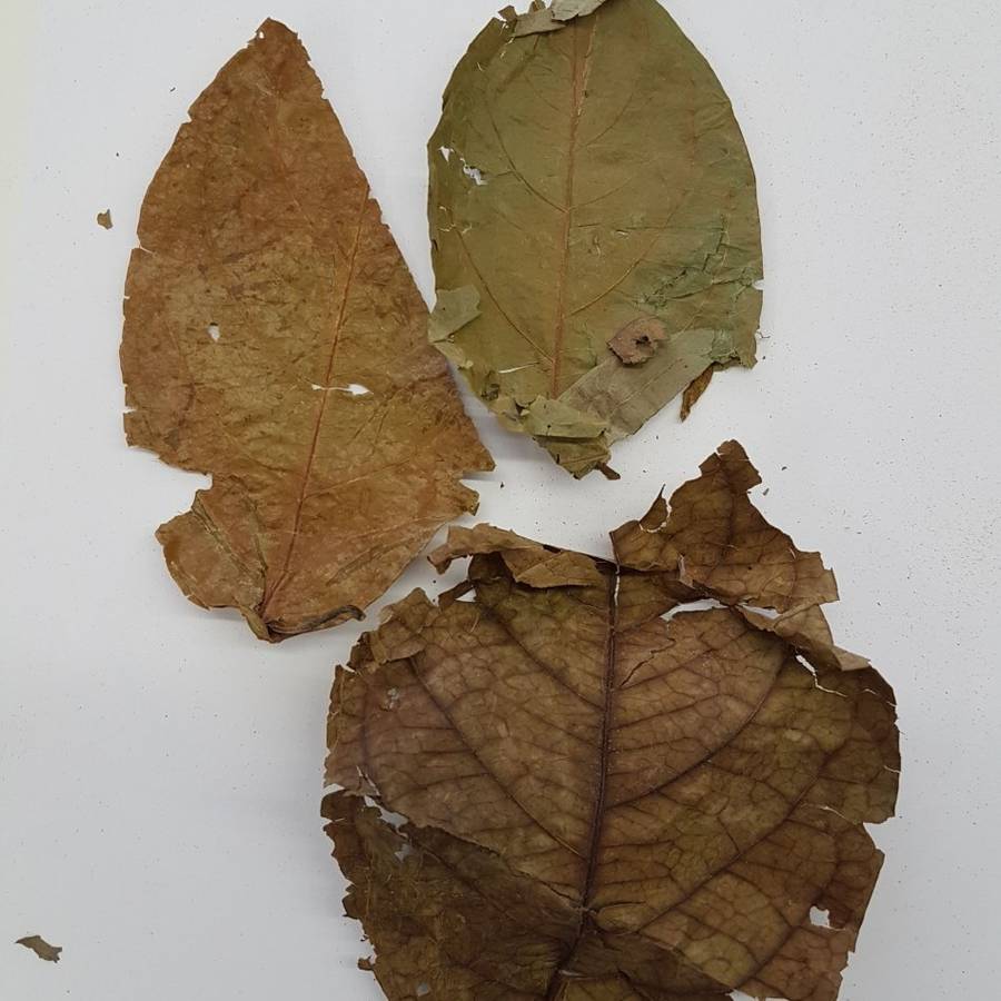 Banisteriopsis caapi - Leaves 100g