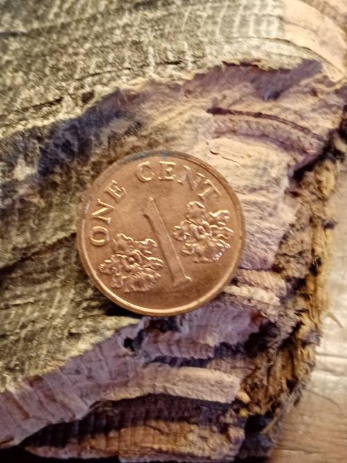 1993 Coin Singapore One cent