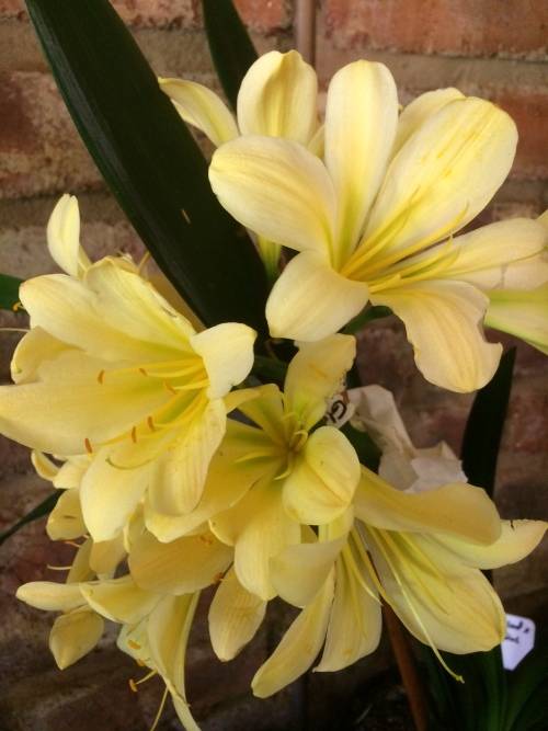 Yellow Clivia flower seeds  (Clivia Miniata)