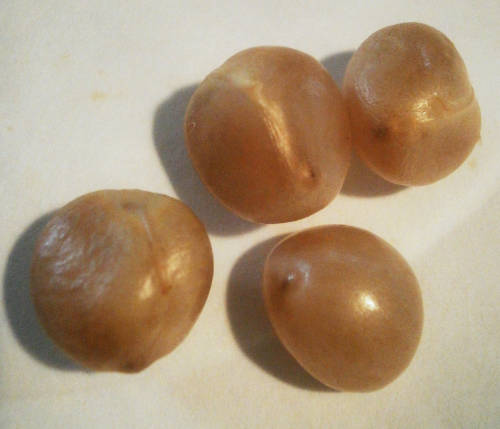 Yellow Clivia flower seeds  (Clivia Miniata)