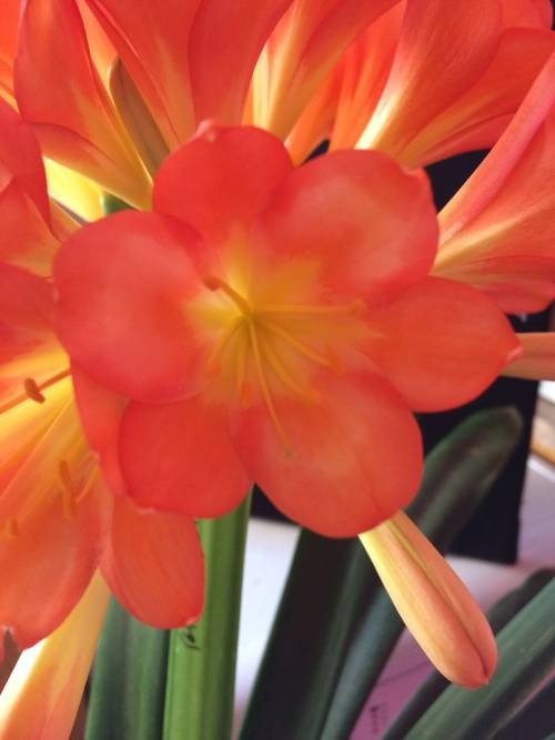 Orange Ghost Clivia flower seeds (Clivia Miniata)