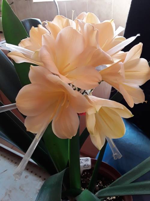 Clivia Miniata - `Chubb Peach` seedlings