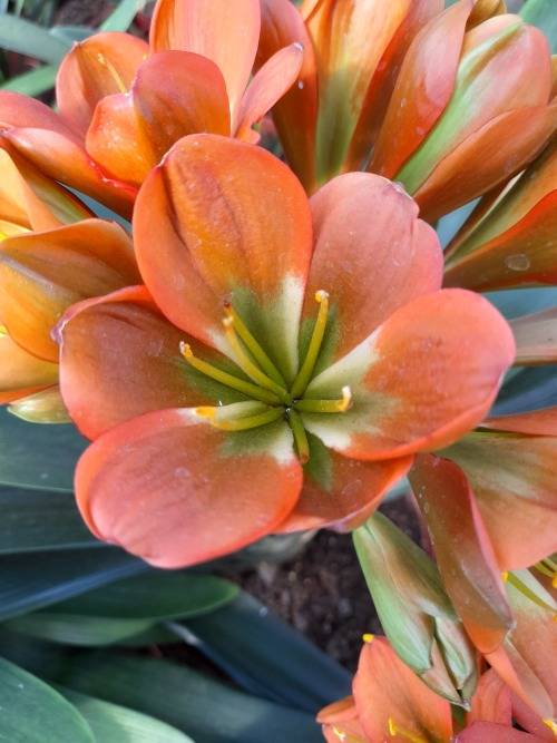 Clivia Miniata - `Bronze` seedling