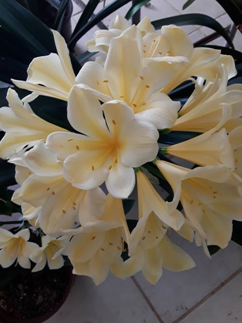 Clivia Miniata - `Citrina Yellow` seedling