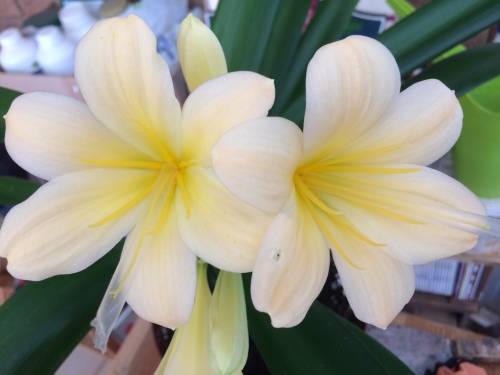 Clivia Miniata - `Yellow Peach` seedling