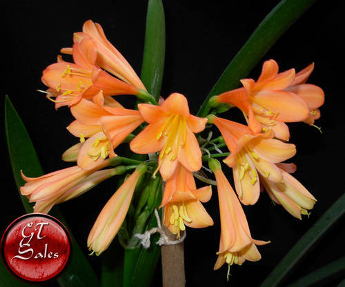 Clivia Interspecific Seeds