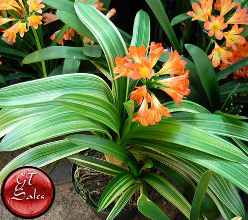 Clivia miniata 5 Seeds - Varigated