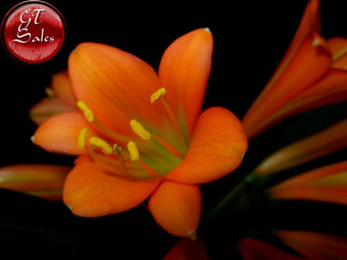 Clivia miniata - 5 Burnt Orange to Bronze Seeds