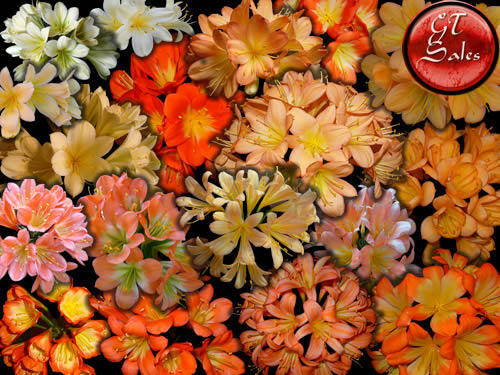 Clivia miniata - 40 Breeders Mix Seeds