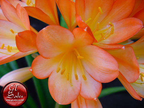 Clivia miniata - 4 Water Colour x White Throat Seeds
