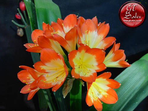 Clivia miniata - Pastel Water colour x White Throat