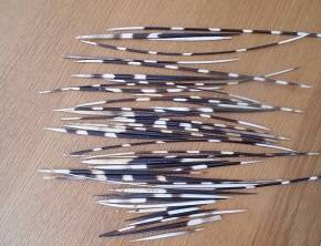 Porcupine quills for the crafter (one lot)