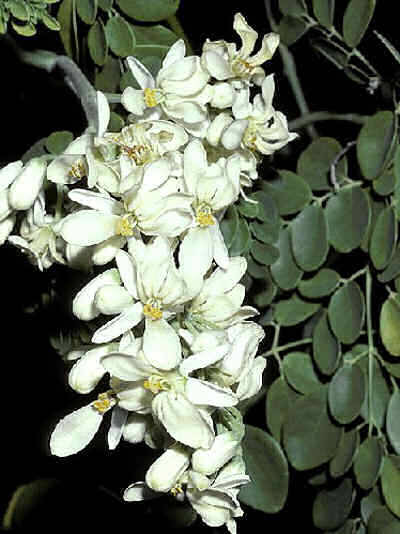 25 Seeds Moringa oleifera Miracle tree Drumstick-tree
