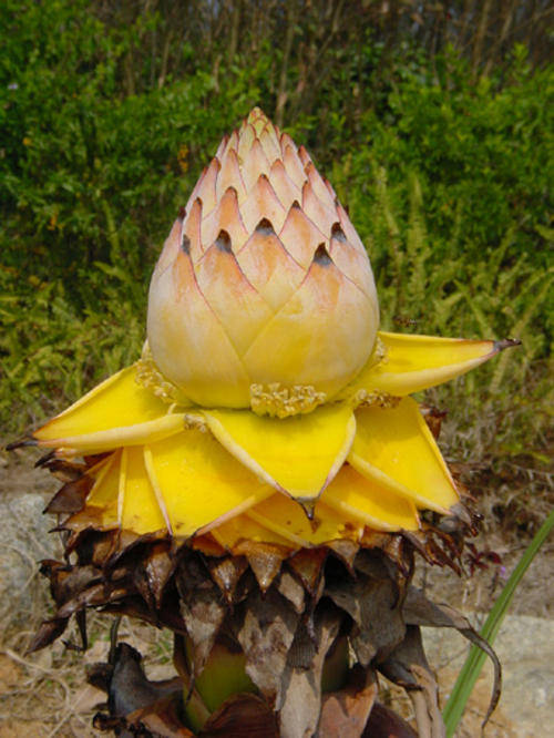 5 Seeds Musella lasiocarpa  Chinese dwarf banana, golden lotus banana