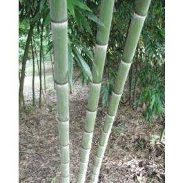 25 Seeds Phyllostachys pubescens
