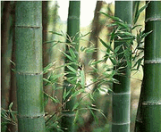 25  Dendrocalamus strictus Male Bamboo Solid Bambo  Seeds
