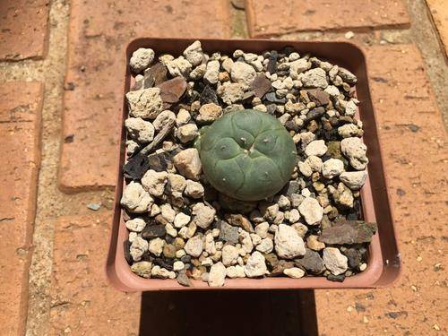 Lophophora williamsii, Suckering Form, Peyote Seedlings - attractive succulent