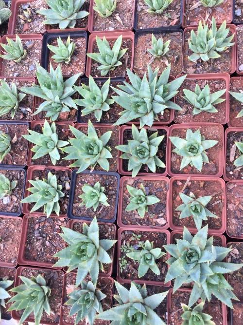 Aloe polyphylla