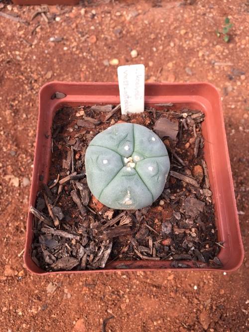 Lophophora koehresii - Large