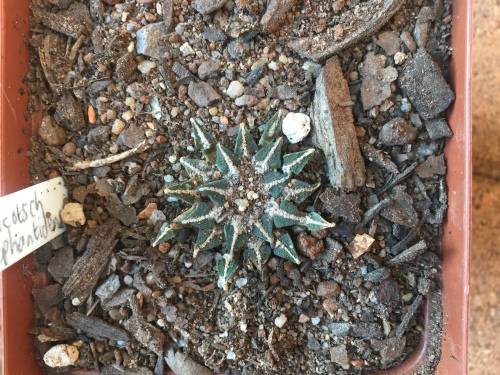 Ariocarpus kotschoubeyanus elephantidens