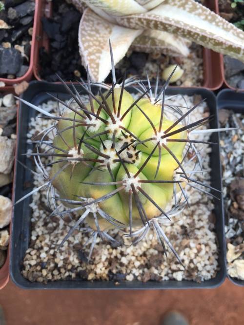 Copiapoa tocopilla (Variegated)