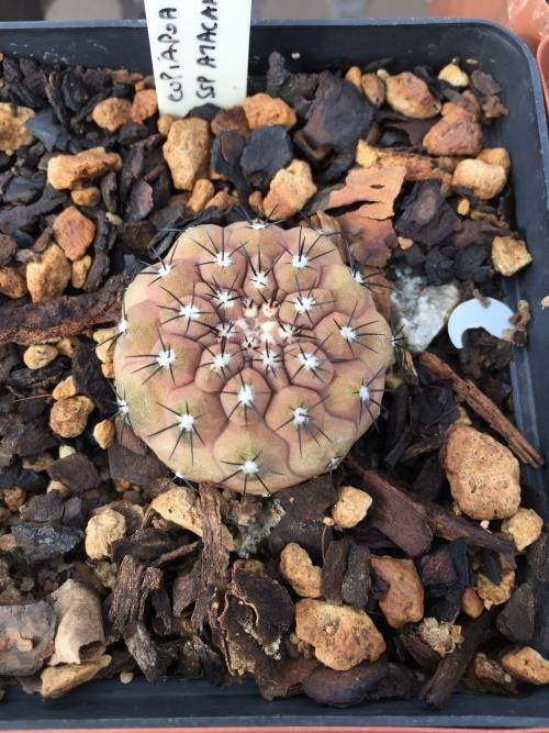 Copiapoa atacamensis 1