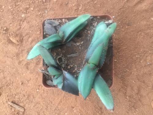 3 x Aloe lutescens