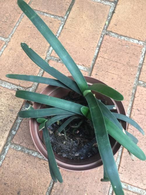 4 x Clivia nobilis seedlings