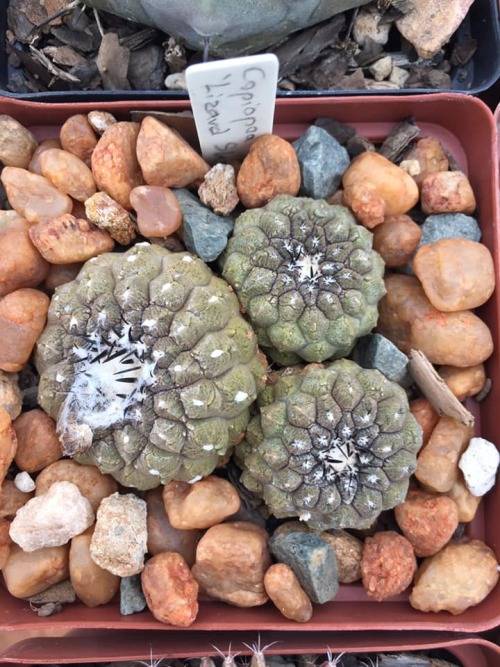 Copiapoa hypogaea 'Lizard Skin' seedlings