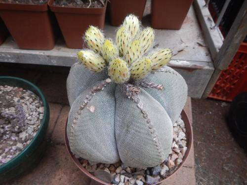100 x Astrophytum myriostigma seeds (fresh seeds)