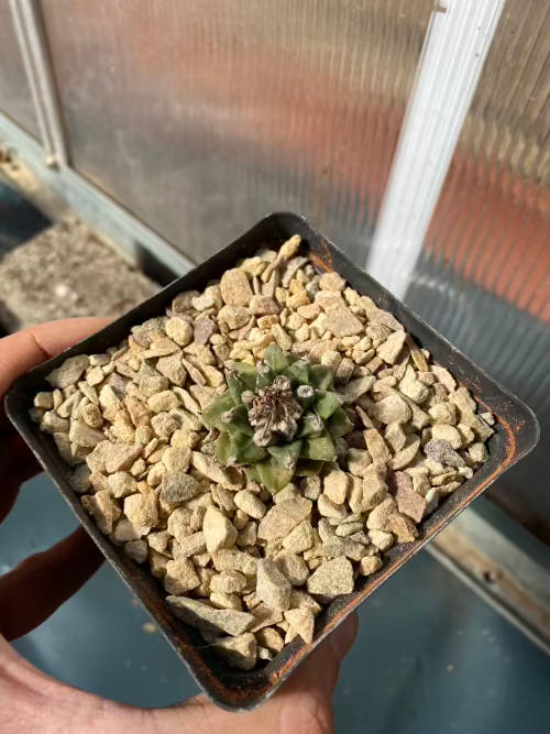 Turbinicarpus alonsoi, rare Mexican cactus seedling