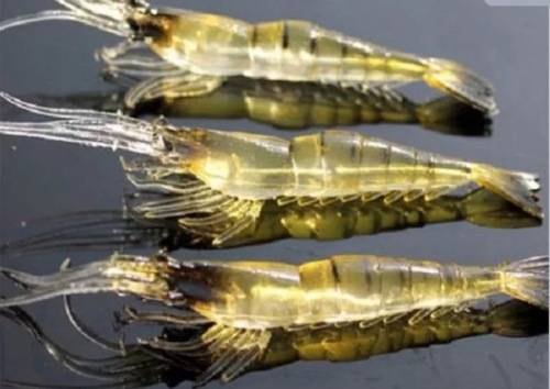 3 PCS MINNOW SHRIMP SOFT BAIT LURES