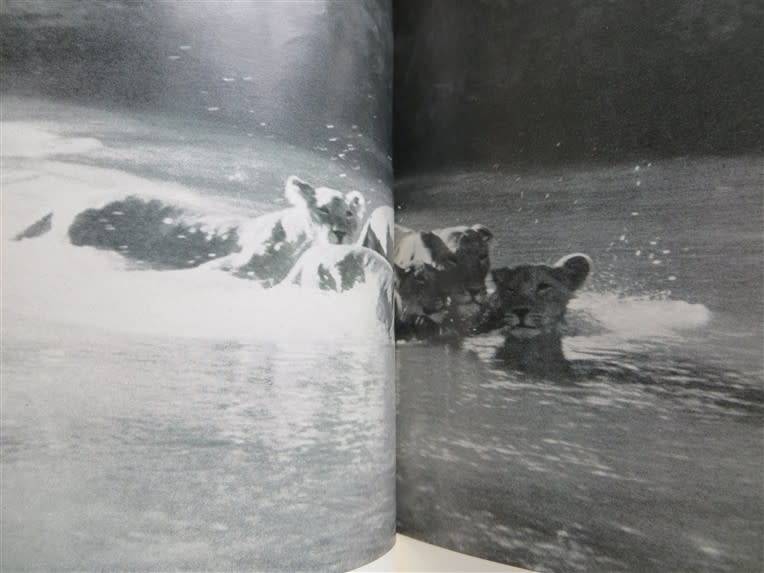 Forever Free - Elsa`s Pride - Joy Adamson