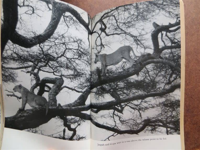 Forever Free - Elsa`s Pride - Joy Adamson