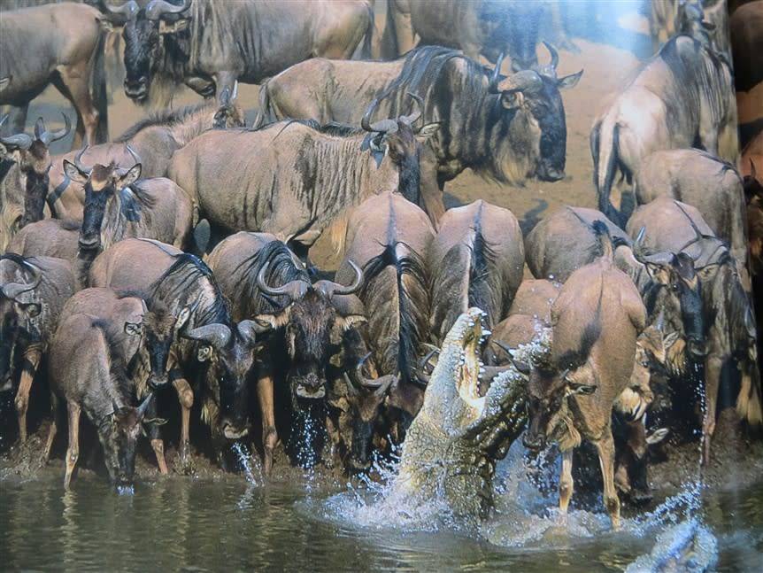 Wildlife Photographer of the Year - Hardcover - Great Pics