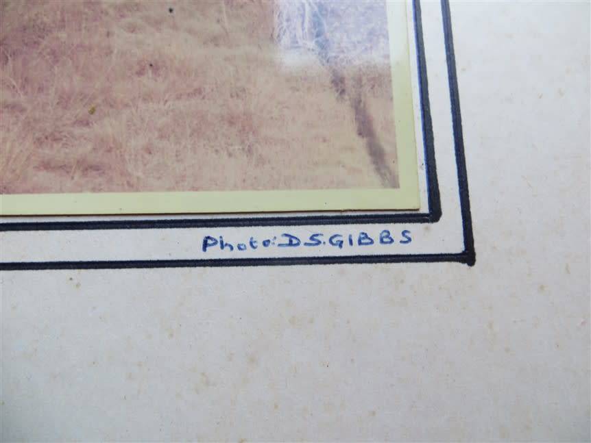 SAR/SAS Original Steam train photo 250mmx190mm - D.S Gibbs 1971 - Foxing present
