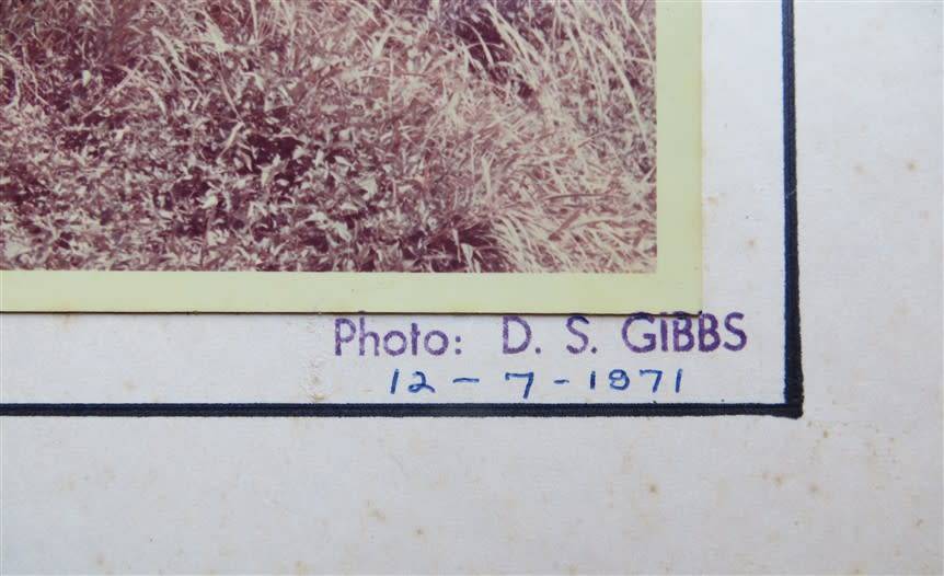 SAR/SAS Original Steam train photo 250mmx190mm - D.S Gibbs 1971 - Foxing present