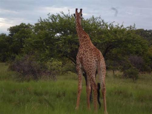 Dikhololo - 7 nights 18 to 25 October 2019 for 4 people