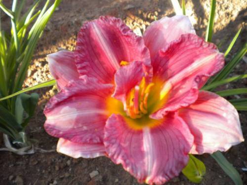 Karla Rose daylilies