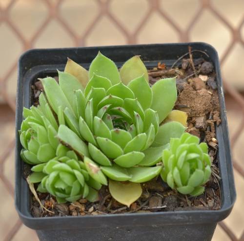 Sempervivum