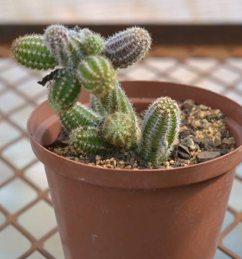 Peanut cactus